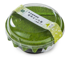 Tokachi Maccha Warabi Mochi