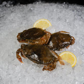 OCEAN CROWN SOFT SHELL CRAB