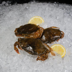 OCEAN CROWN SOFT SHELL CRAB