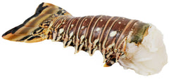 Lobster Tail 5 OZ